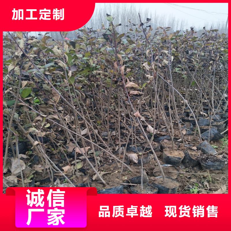 【北美冬青苹果苗用心细节】