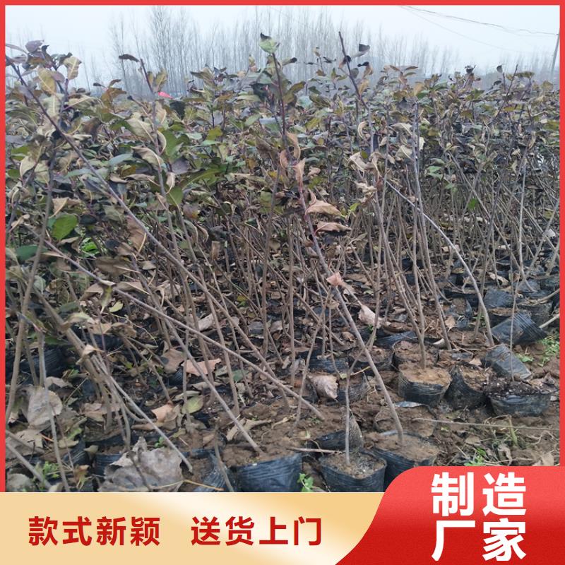 北美冬青樱桃苗多年实力厂家