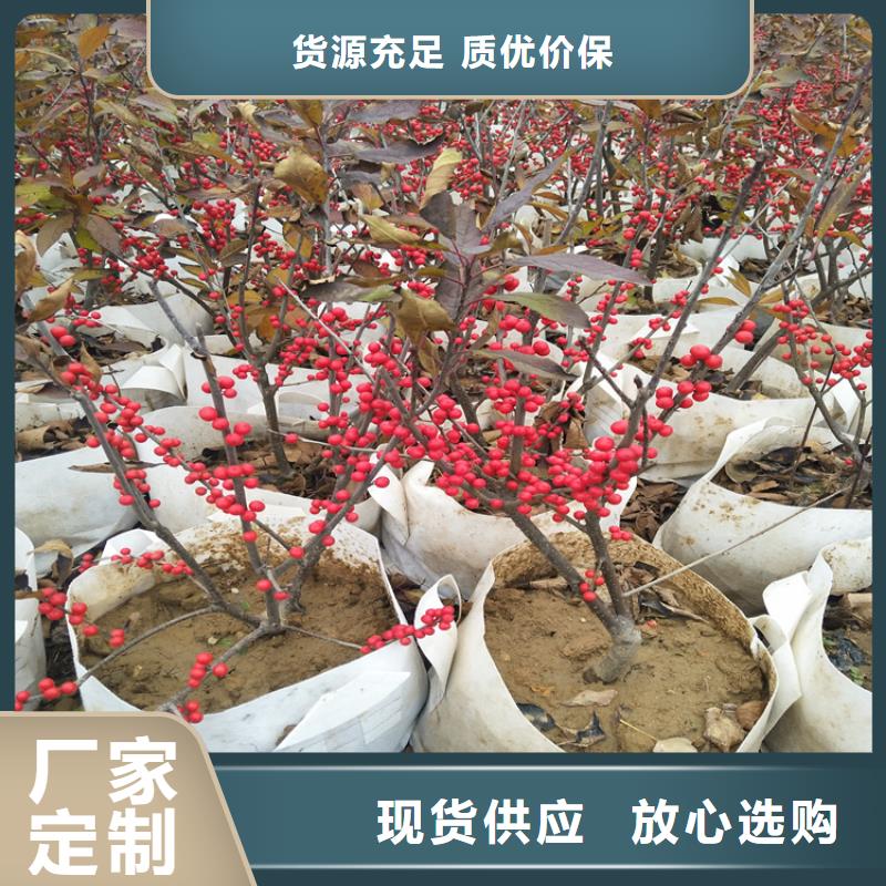北美冬青蓝莓苗专业生产制造厂