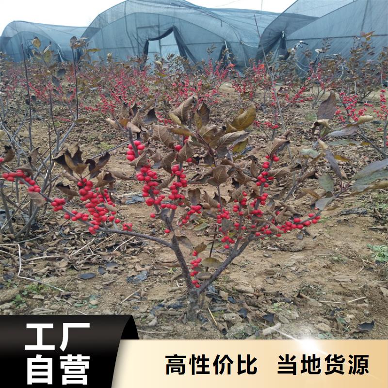 北美冬青板栗苗诚信经营现货现发