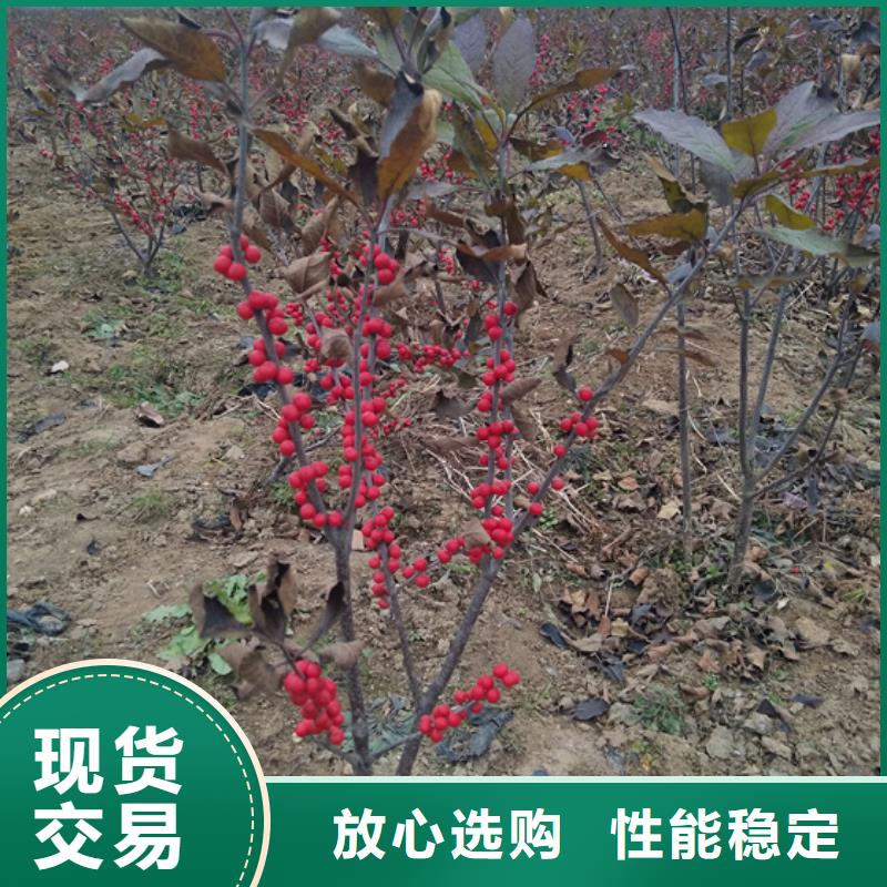 北美冬青【苹果苗】优选厂家