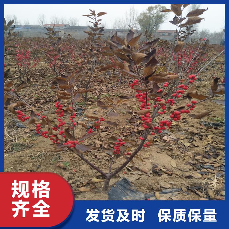 北美冬青蓝莓苗专业生产制造厂