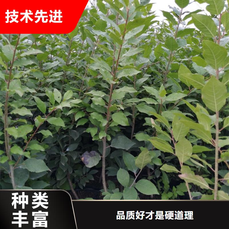 北美冬青杏树苗快速发货