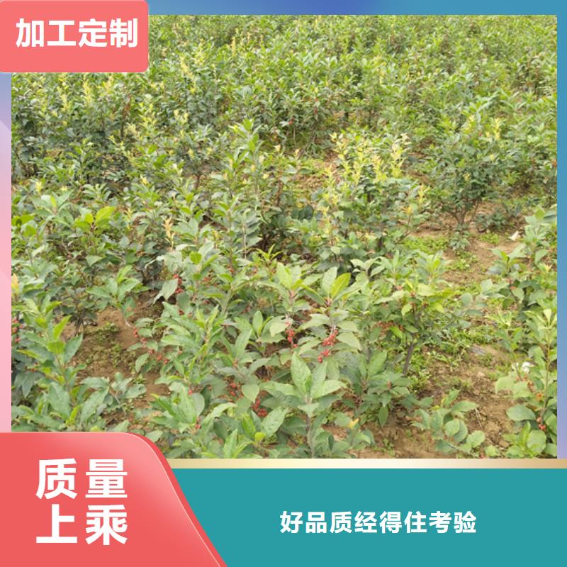 【北美冬青品质保障售后无忧】