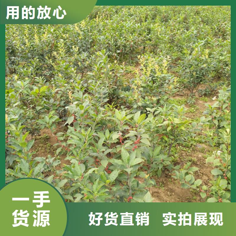 【北美冬青苹果苗用心细节】