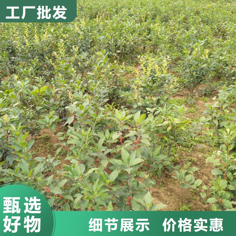 北美冬青_猕猴桃苗严选好货