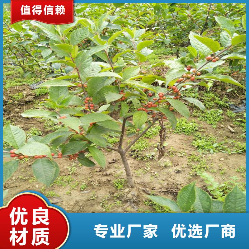 北美冬青_樱桃苗做工精细