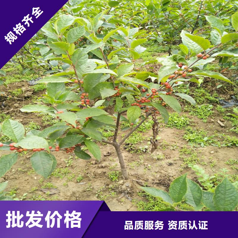 北美冬青_奶油草莓品质商家