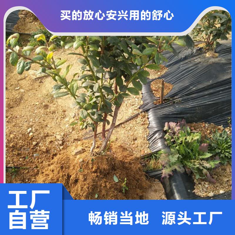 【蓝莓苗】,苹果苗精心选材