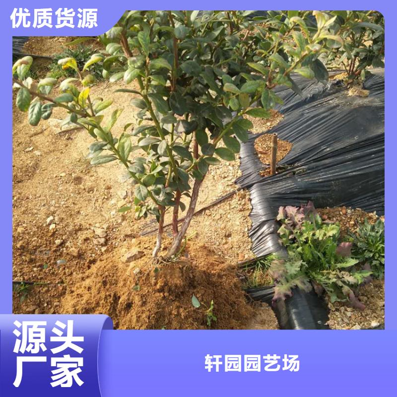 蓝莓苗自产自销