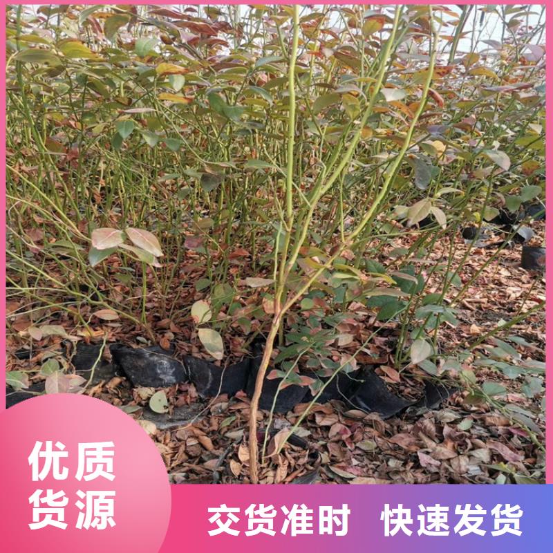 蓝莓苗苹果苗品质之选
