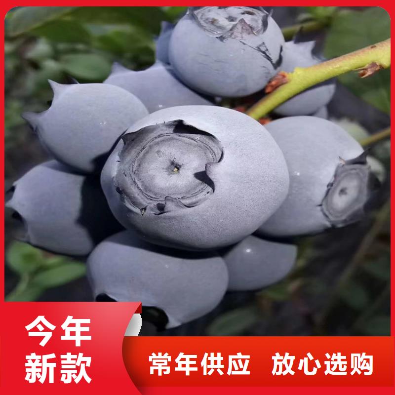 蓝莓苗苹果苗专注细节使用放心