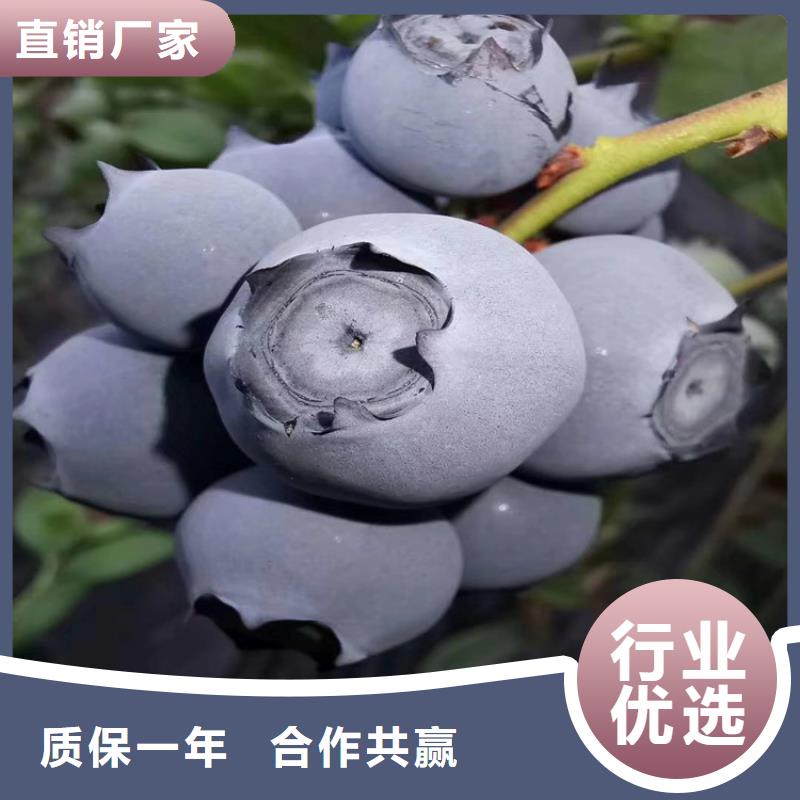 【蓝莓苗】,苹果苗精心选材