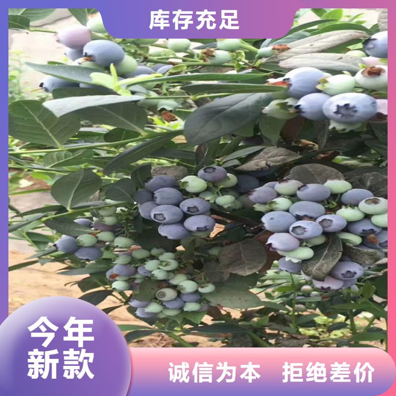 蓝莓苗西瓜番石榴苗研发生产销售
