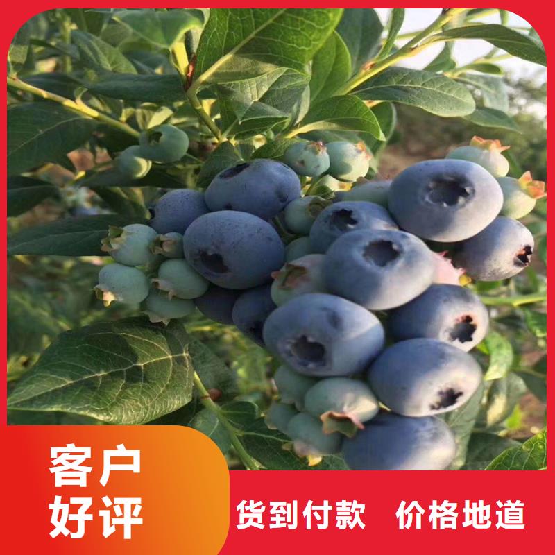 蓝莓苗桃树苗满足多种行业需求