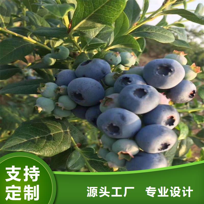 蓝莓苗樱桃苗多年实力厂家