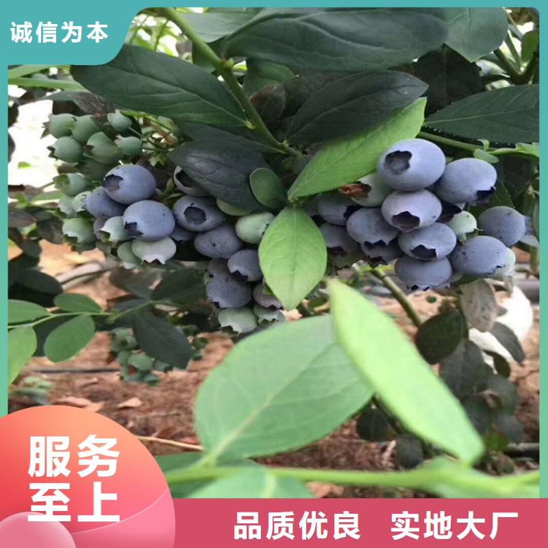 蓝莓苗板栗苗品质保障价格合理