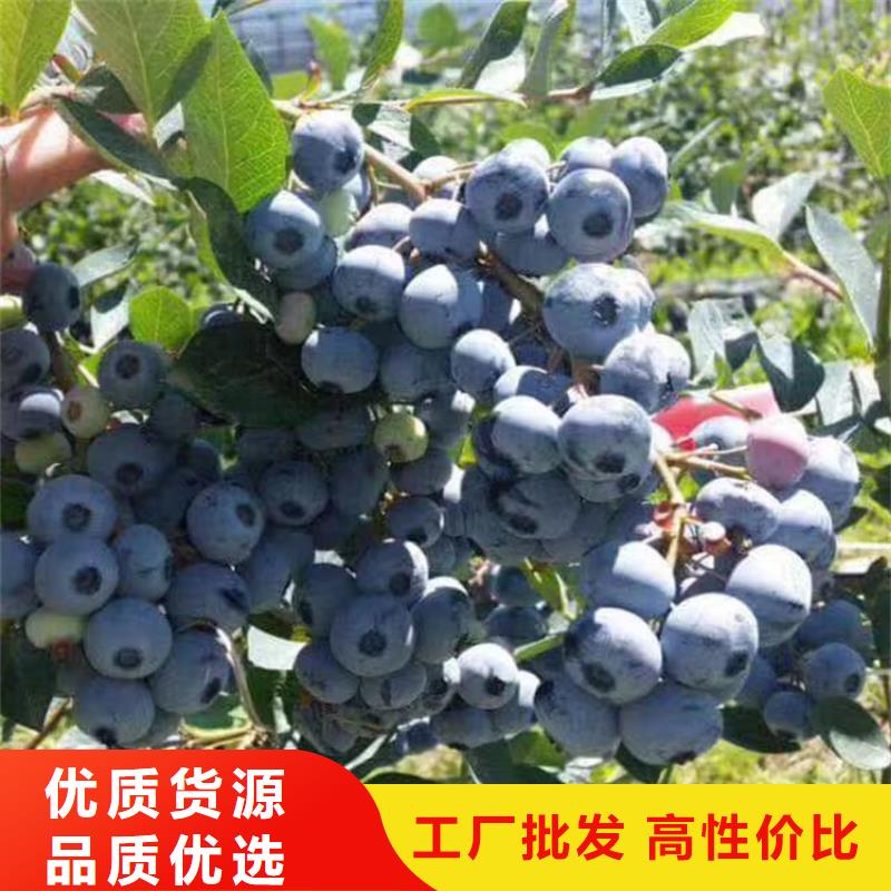 蓝莓苗桃树苗产品参数