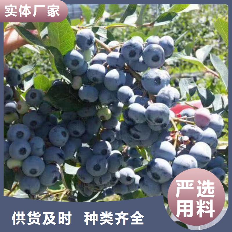 蓝莓苗厂家精选