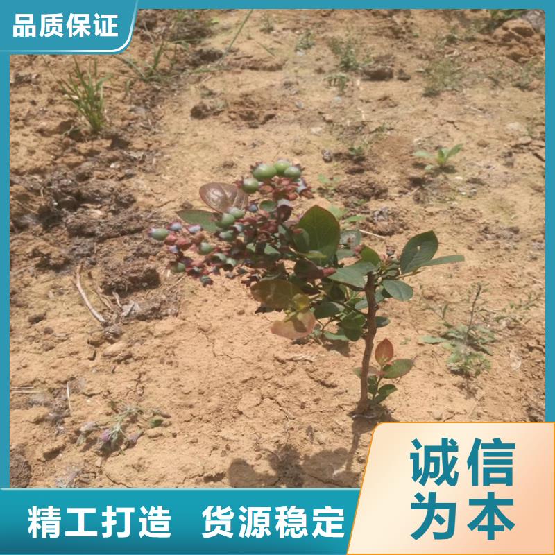 蓝莓苗樱桃苗多年实力厂家