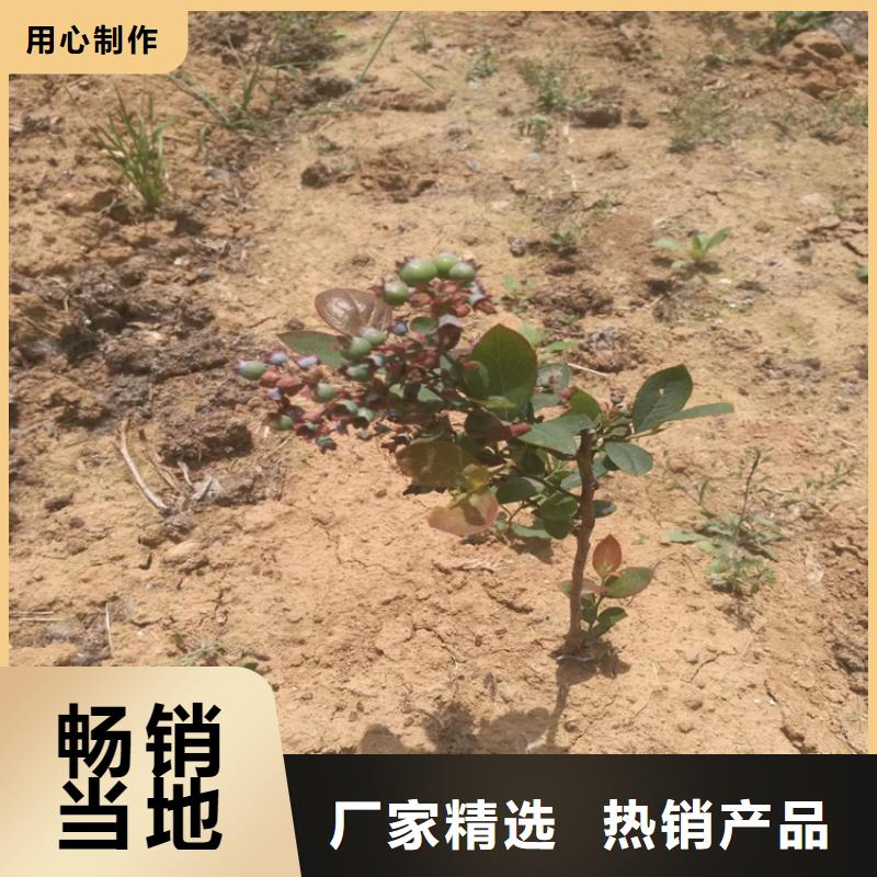 【蓝莓苗】,苹果苗精心选材