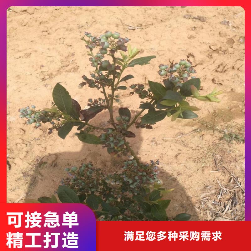 蓝莓苗苹果苗专注细节使用放心