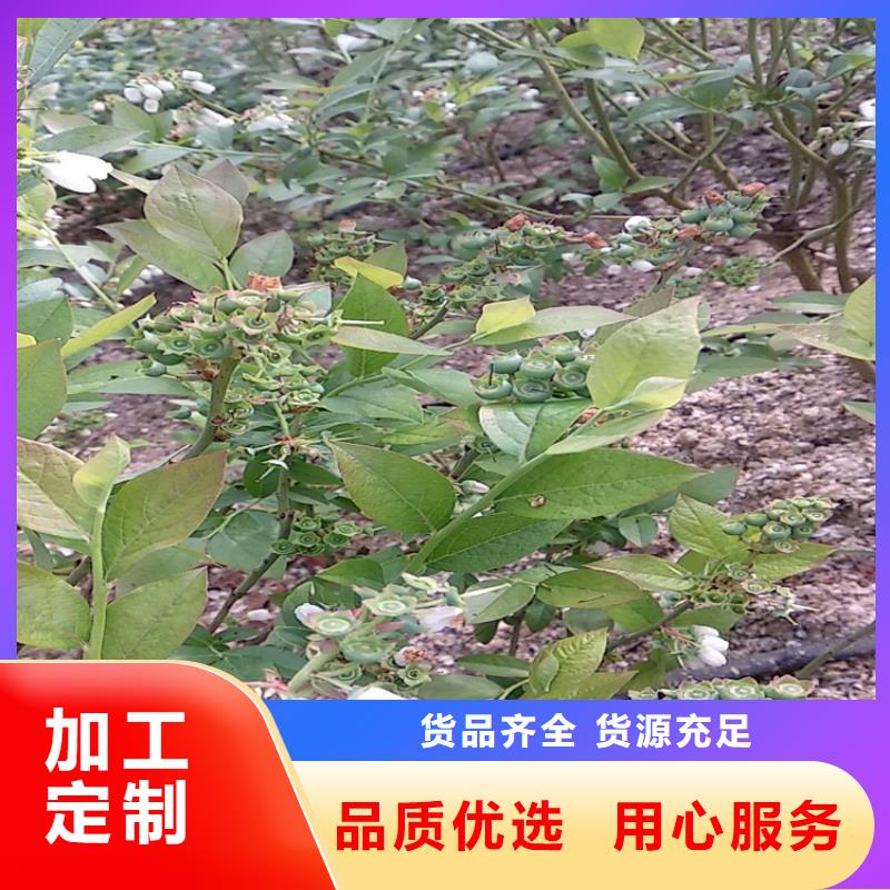 蓝莓苗苹果苗品质优良