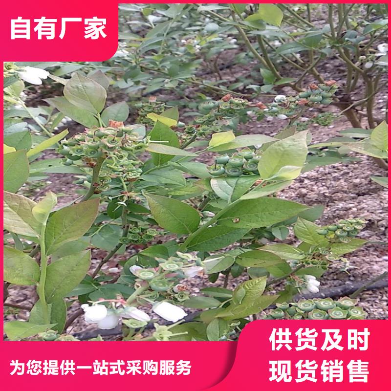 蓝莓苗樱桃苗多年实力厂家
