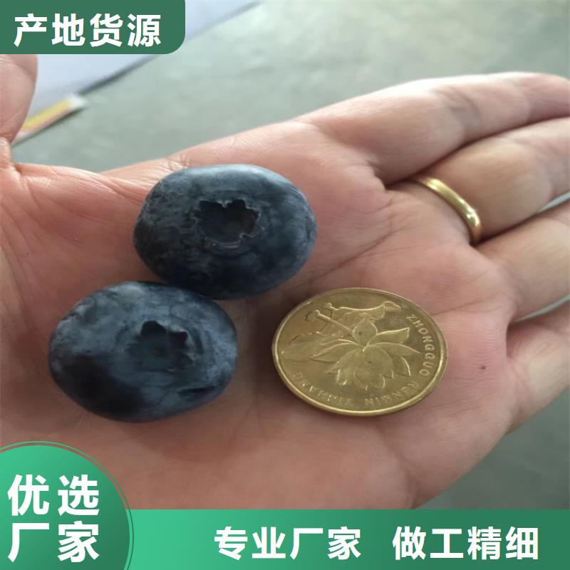 蓝莓苗西瓜番石榴苗研发生产销售