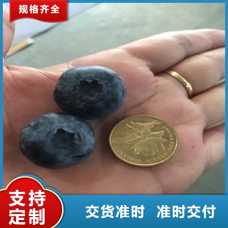 蓝莓苗苹果苗品质之选