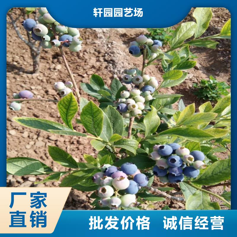 蓝莓苗梨树苗免费安装