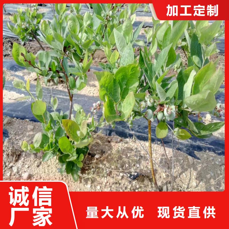 蓝莓苗西瓜番石榴苗研发生产销售