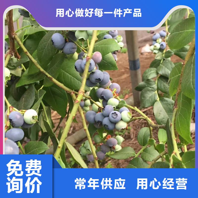蓝莓苗苹果苗品质优良