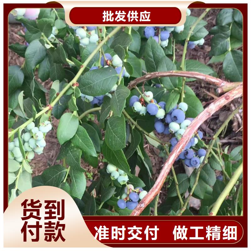 【蓝莓苗】,杏树苗产品细节