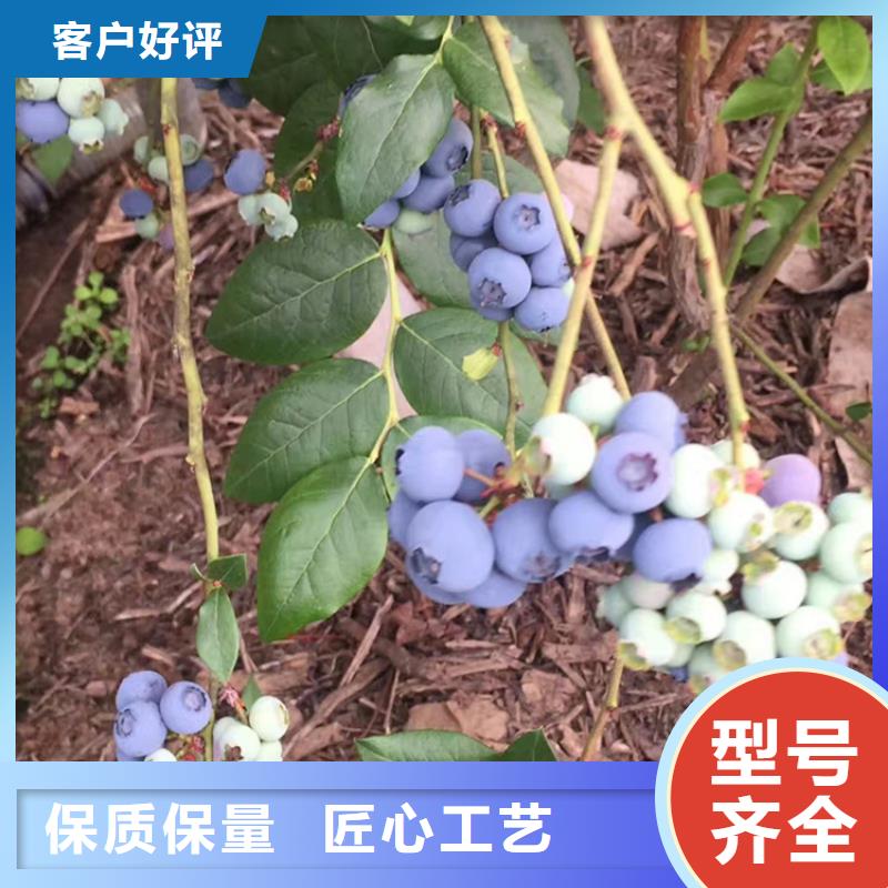 【蓝莓苗】,杏树苗产品细节