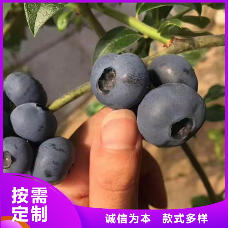 蓝莓苗板栗苗品质保障价格合理
