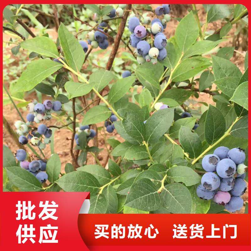 蓝莓苗苹果苗专业完善售后