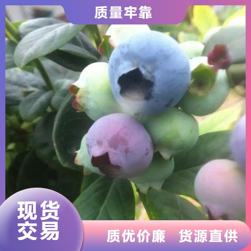 【蓝莓苗】,苹果苗精心选材