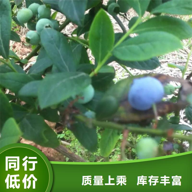 蓝莓苗,3公分软籽石榴苗联系厂家