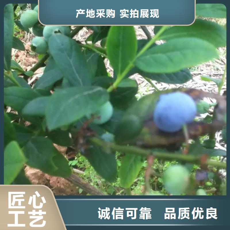 蓝莓苗苹果苗品质优良