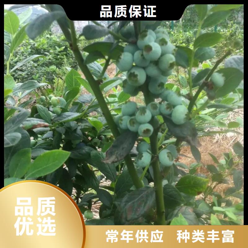 蓝莓苗厂家精选