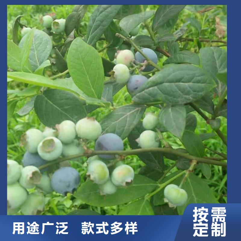 蓝莓苗,3公分软籽石榴苗联系厂家
