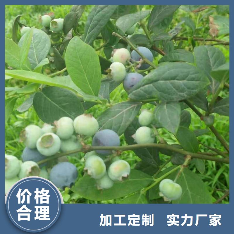 蓝莓苗苹果苗品质优良