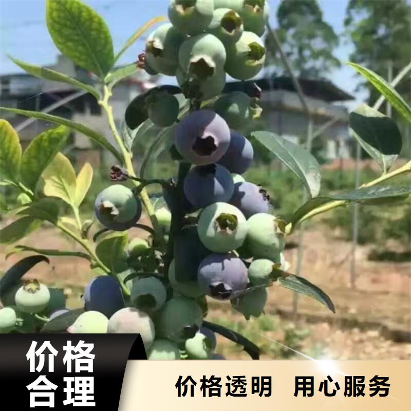 蓝莓苗西瓜番石榴苗研发生产销售