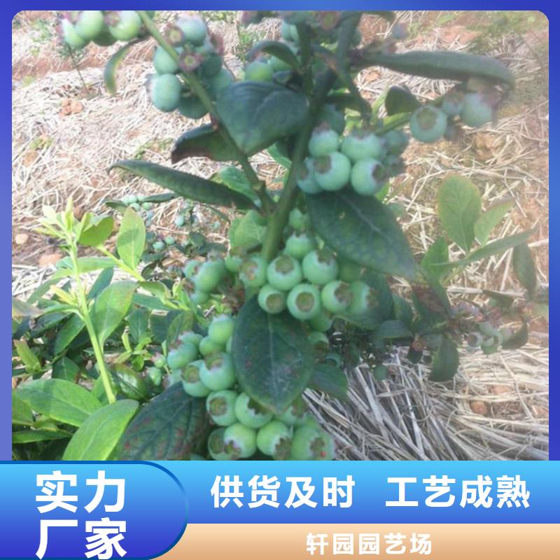 蓝莓苗【樱桃苗】优质原料