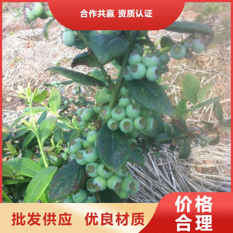蓝莓苗樱桃苗精工细致打造