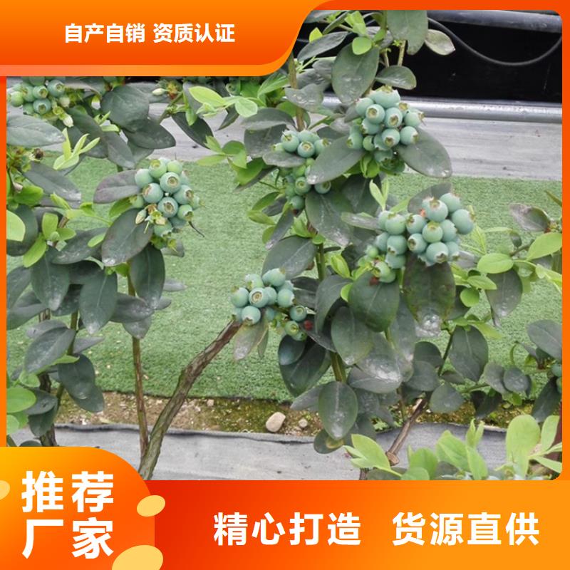 蓝莓苗厂家精选