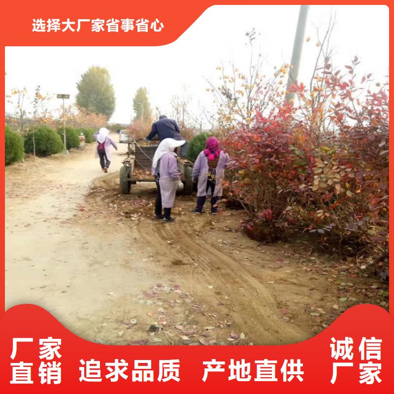 【蓝莓苗】草莓苗品质好才是硬道理
