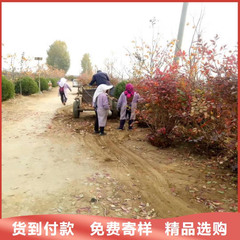 蓝莓苗葡萄苗专业完善售后