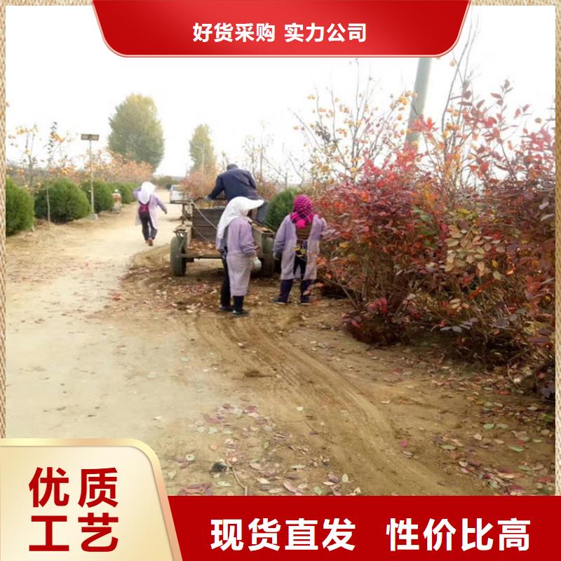 【蓝莓苗】,苹果苗精心选材